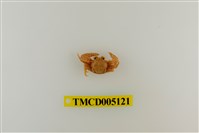 藏品(鋸額豆瓷蟹)的圖片